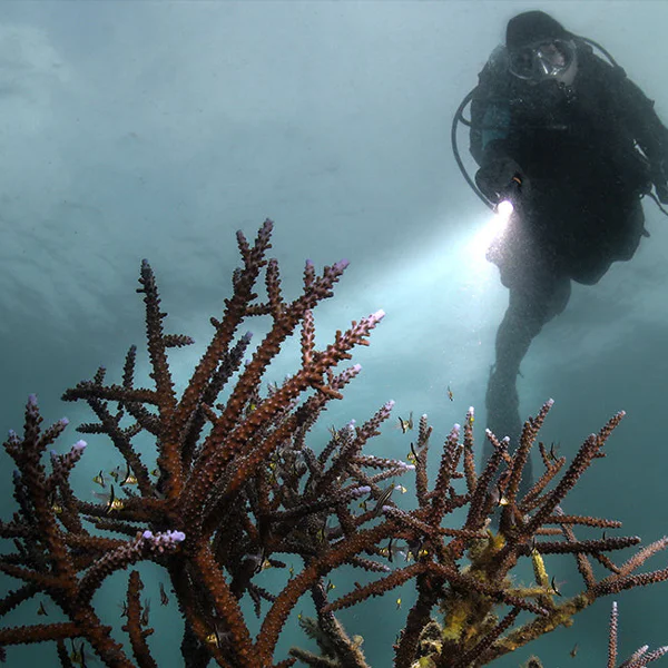 429e3b812630e03f566587c448c3eed3.jpg?ci_seal=0a0fce4ffb&org_if_sml=1&q=85&w=600&h=600&org_if_sml=1